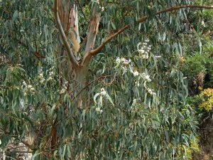 Spotlight on Eucalyptus Oils